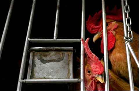 pollo-detenido