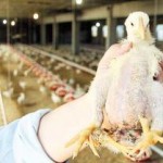 Nace un pollo con tres patas en Cambados - Galicia